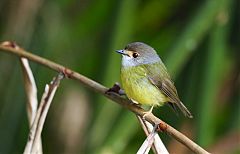 Pale-yellow Robin